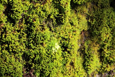 Flora landscape leaf