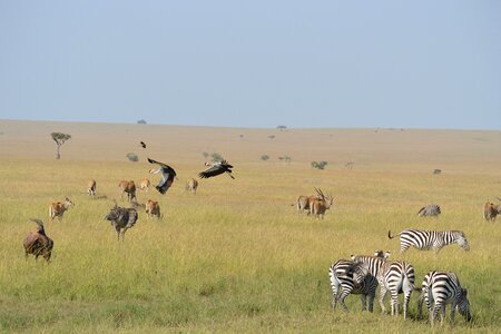 Mammal pattern striped photo