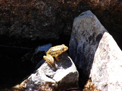 Frog metallic mountain