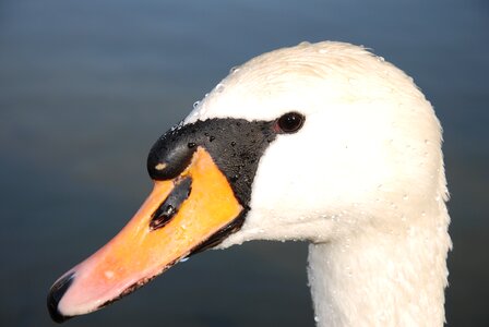 Waters water bird animal world