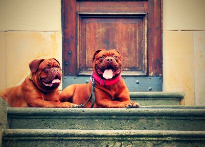 Street mastiffs french photo