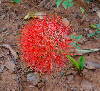 Red garden flower macro flowers