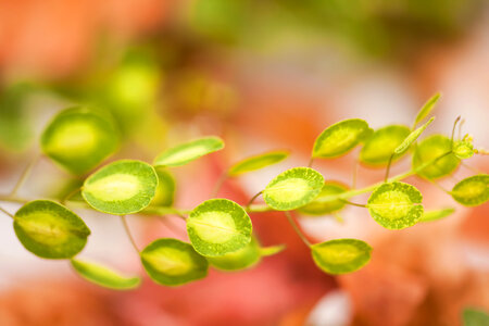 Green Leaves