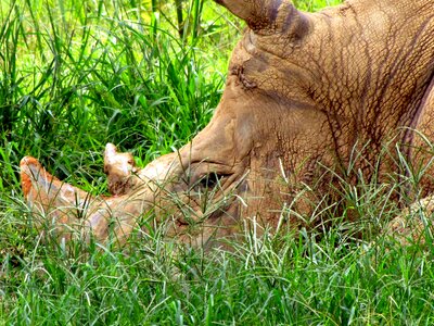 Rhino strong horns photo