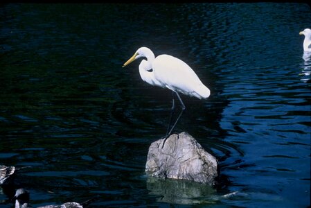 Bird egret great