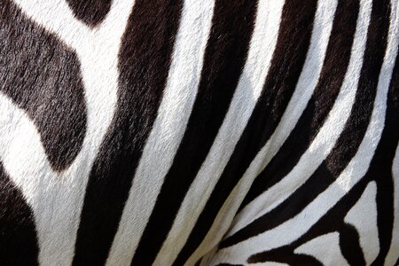 Stripes black and white texture photo