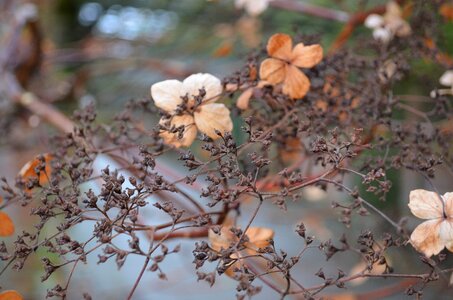 Background macro nature