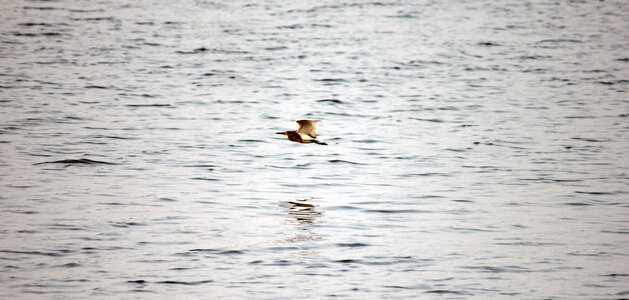 Bird In Motion 2 photo