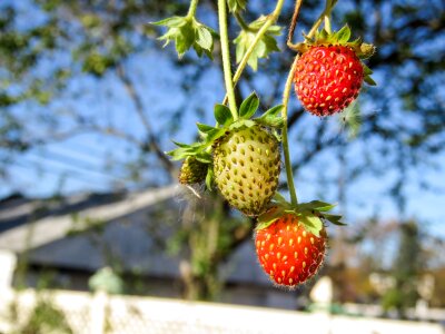 Strawberries strawberry fruits photo
