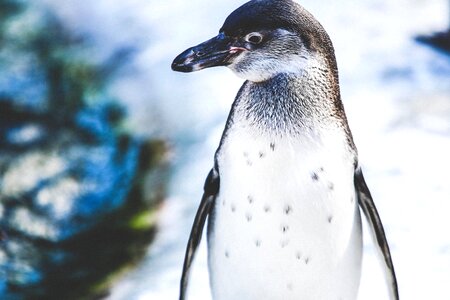Aquatic Bird bird penguin photo