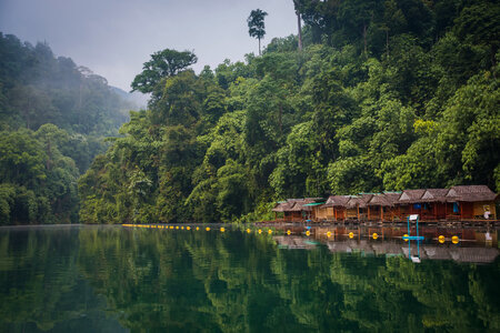 Forest in Khao Sok National Park photo