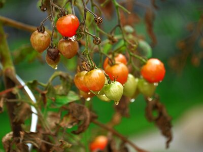 Agriculture berry branch