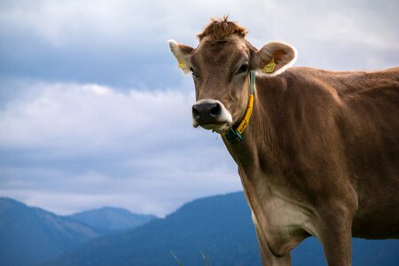 Sky alm allgäu