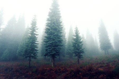 Forest trees nature