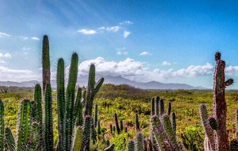 Cactus cacti mountains photo