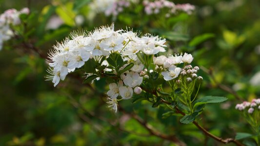 Angervo white blossom bush photo