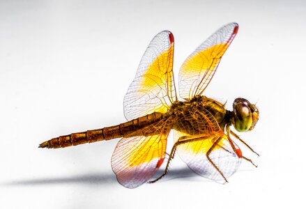 Dragonfly insect close up photo