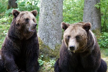 Brown bears zoo herbivores