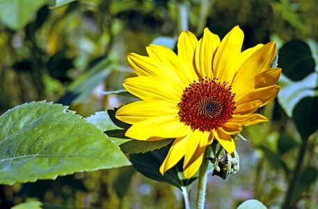 Agriculture beautiful flowers bloom