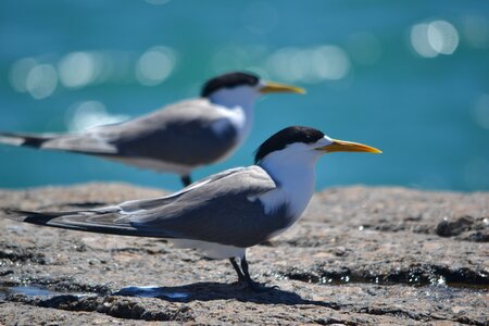 Crested terns granite island south australia
