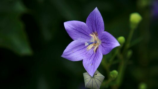 Beautiful Flowers biology bloom