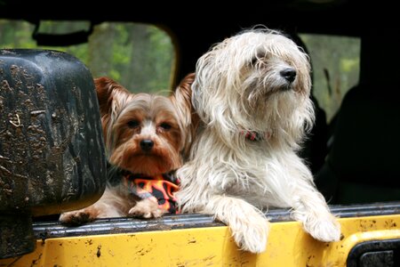 Canine friends vehicle photo