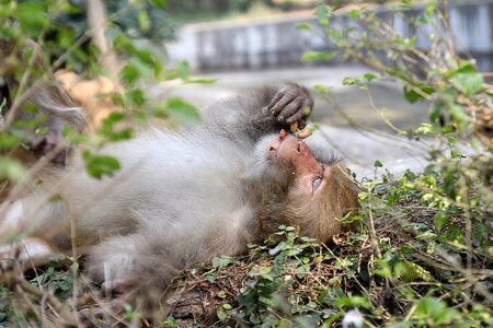 Mammal primate monkey photo