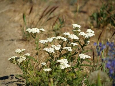 Bloom crops hill photo