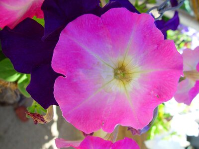 Background dark flowers