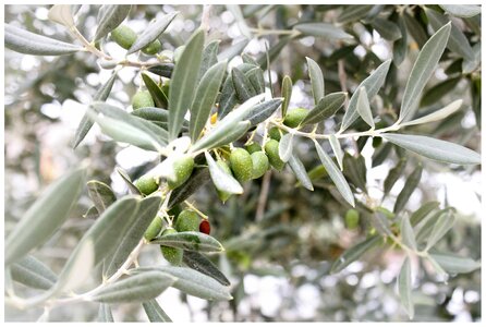 Olive tree plant olivier