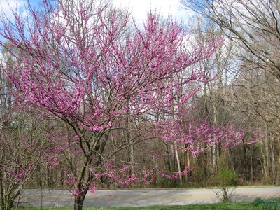 Flower pink flowers red buds tree
