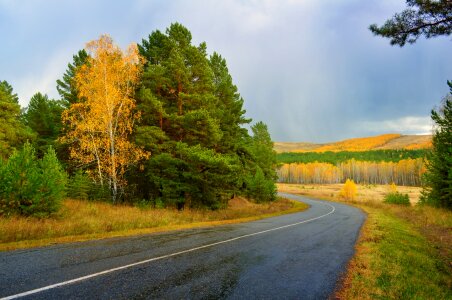 Landscape forest birch