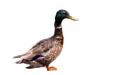 duck isolated on white background