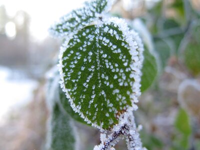 Nature cold hoarfrost photo