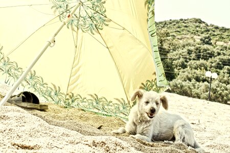 Dog parasol summer