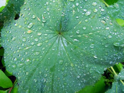 Morgentau raindrop drip