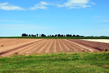 Agriculture blue sky cloud