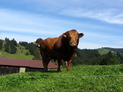 Animals brown cow