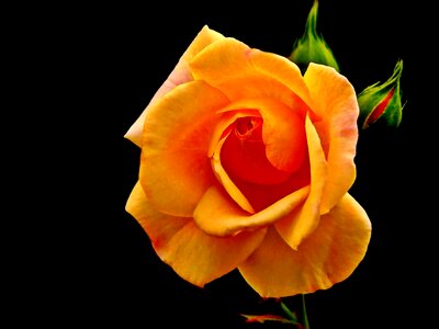 Beautiful beautiful flowers beautiful photo