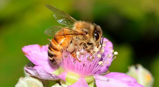 Bee apis mellifera photo