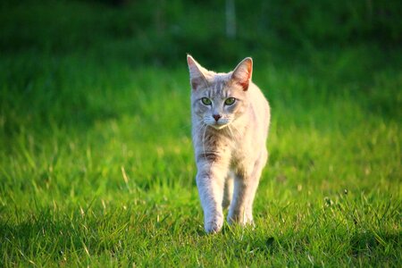 Animal cat claw
