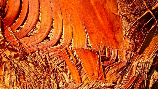 Bark palm tree vegetable