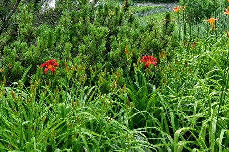 Conifers flower garden lily