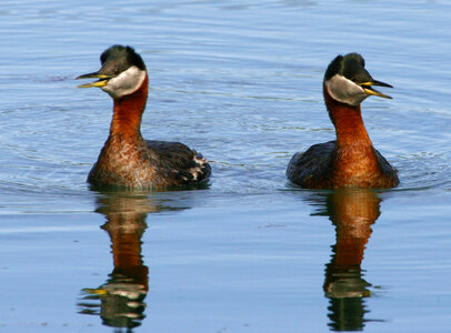 Red-necked Grebe Pair-5 photo