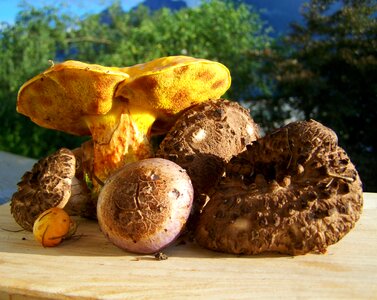 Mixed yellow brown