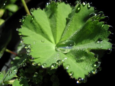 Leaves natural fresh