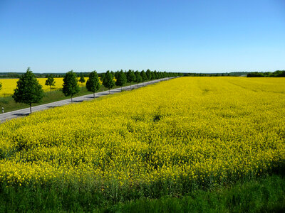 Roadway by the yellow flowers