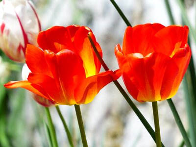 Flowers flower colorful photo