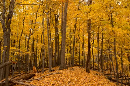 Autumn autumn season branch photo