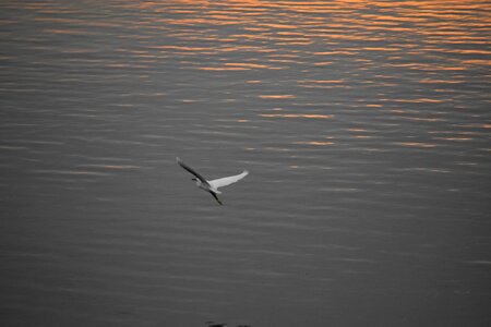 Bird egret horizon photo